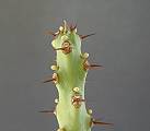 Euphorbia sudanica