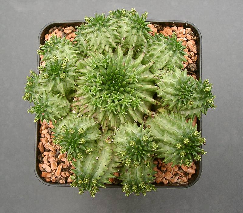 Euphorbia susannae