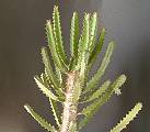 Euphorbia tenuirama