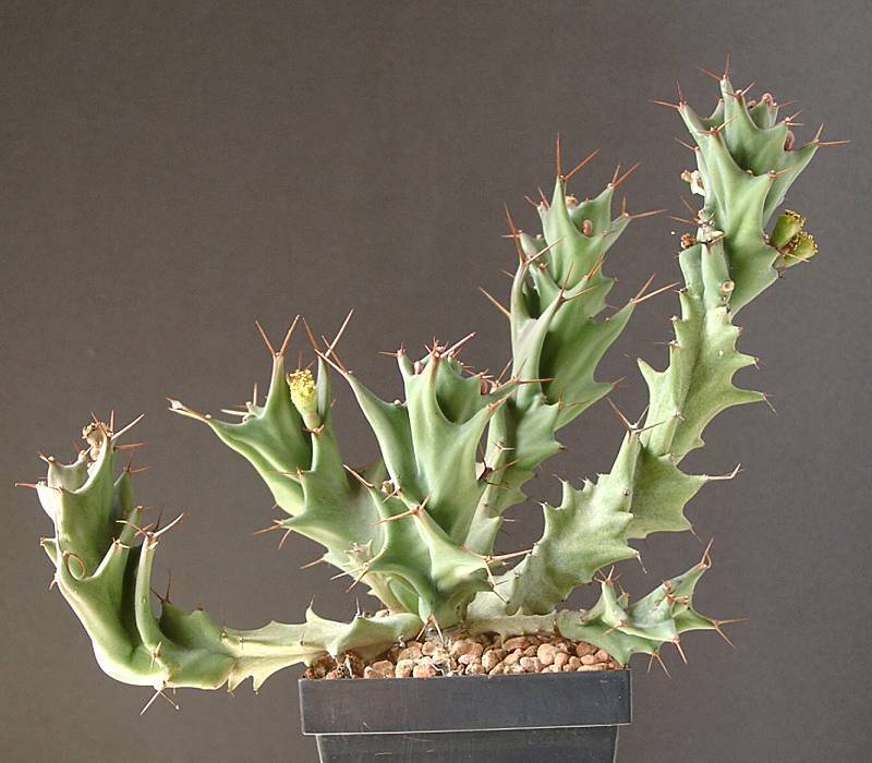 Euphorbia tortirama