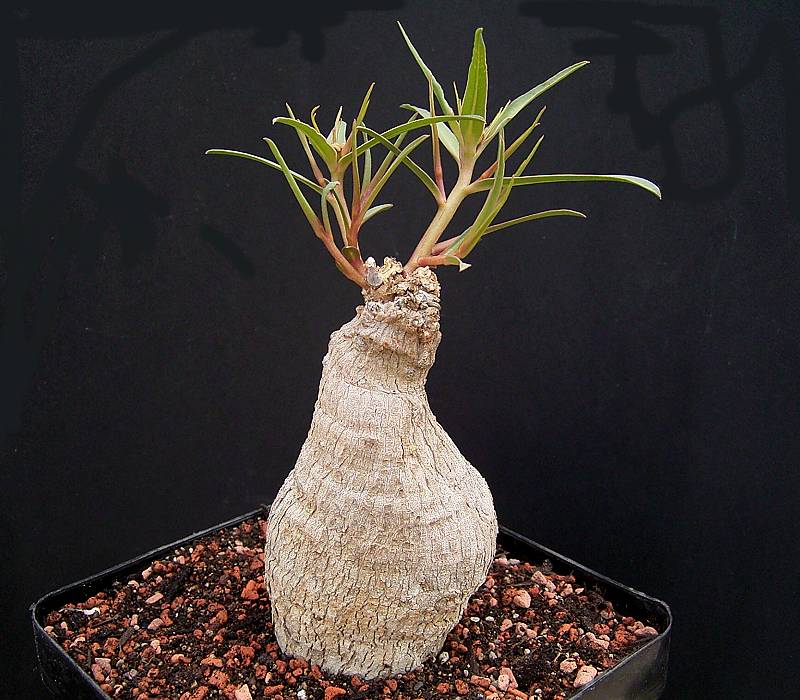 Euphorbia trichadenia