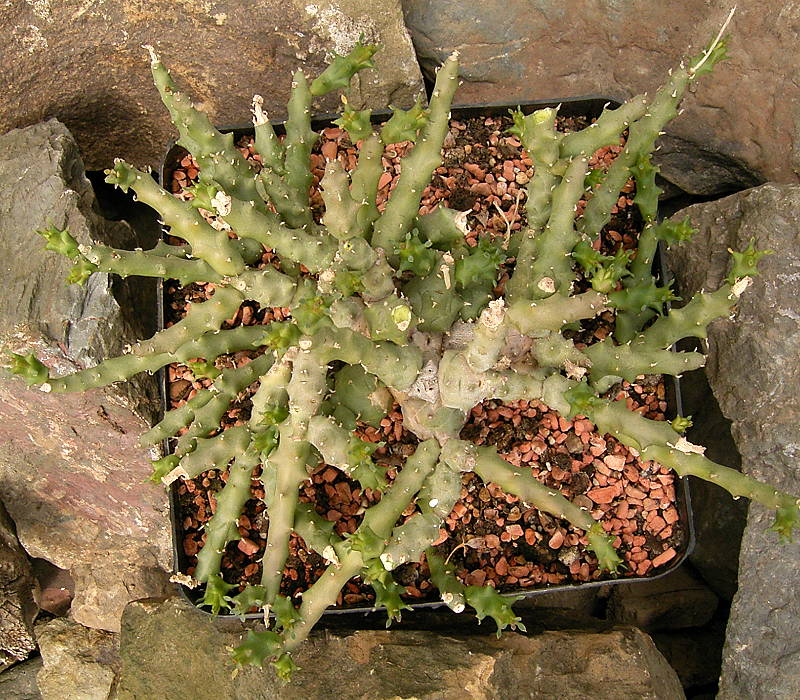 Euphorbia tridentata
