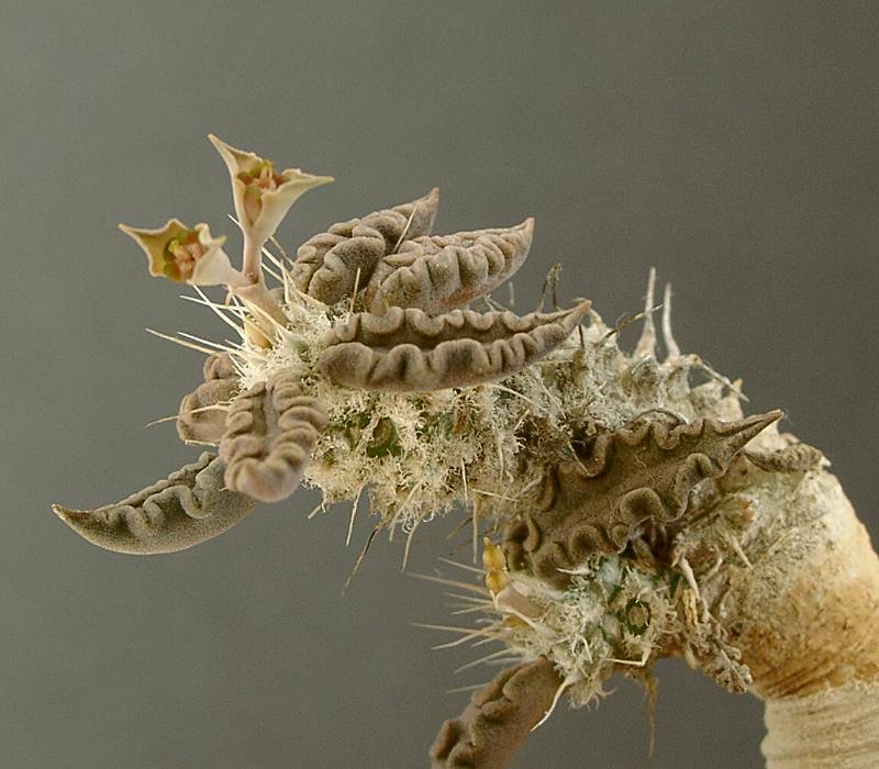 Euphorbia tulearensis