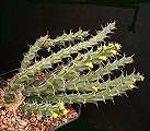 Euphorbia uhligiana