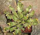 Euphorbia umfoloziensis