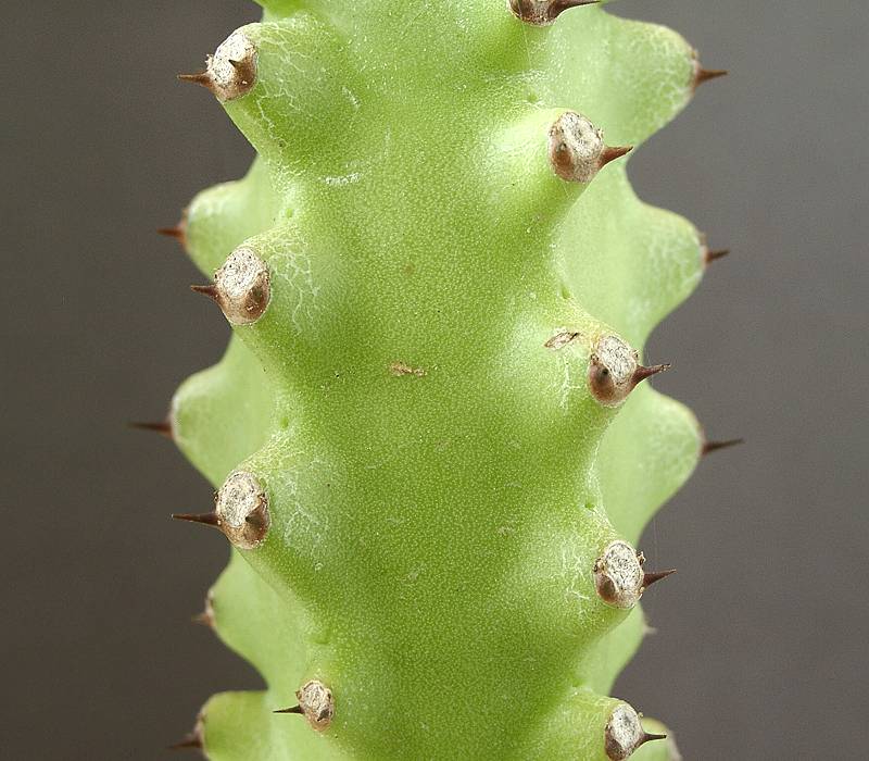 Euphorbia undulatifolia