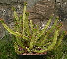 Euphorbia vandermerwei
