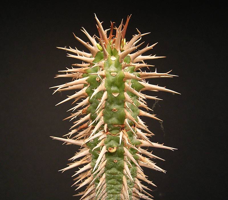 Euphorbia viguieri
