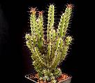Euphorbia zoutpansbergensis