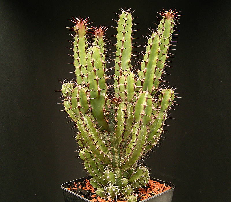 Euphorbia zoutpansbergensis