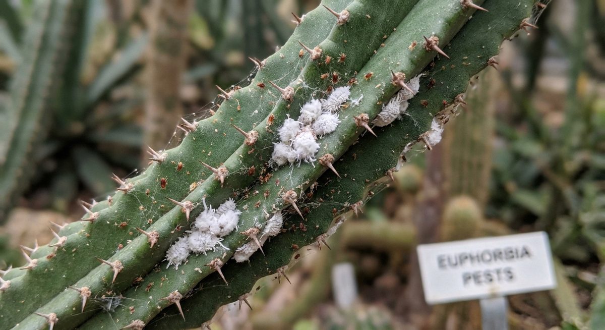 Schädlinge an Euphorbia